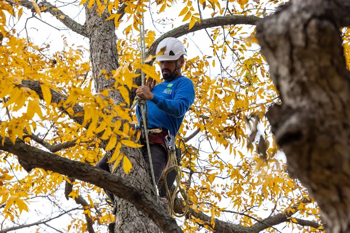 Skilled Tree Trimming crew working in Circleville